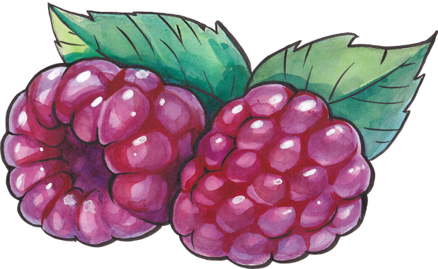 Hand Drawn Raspberries