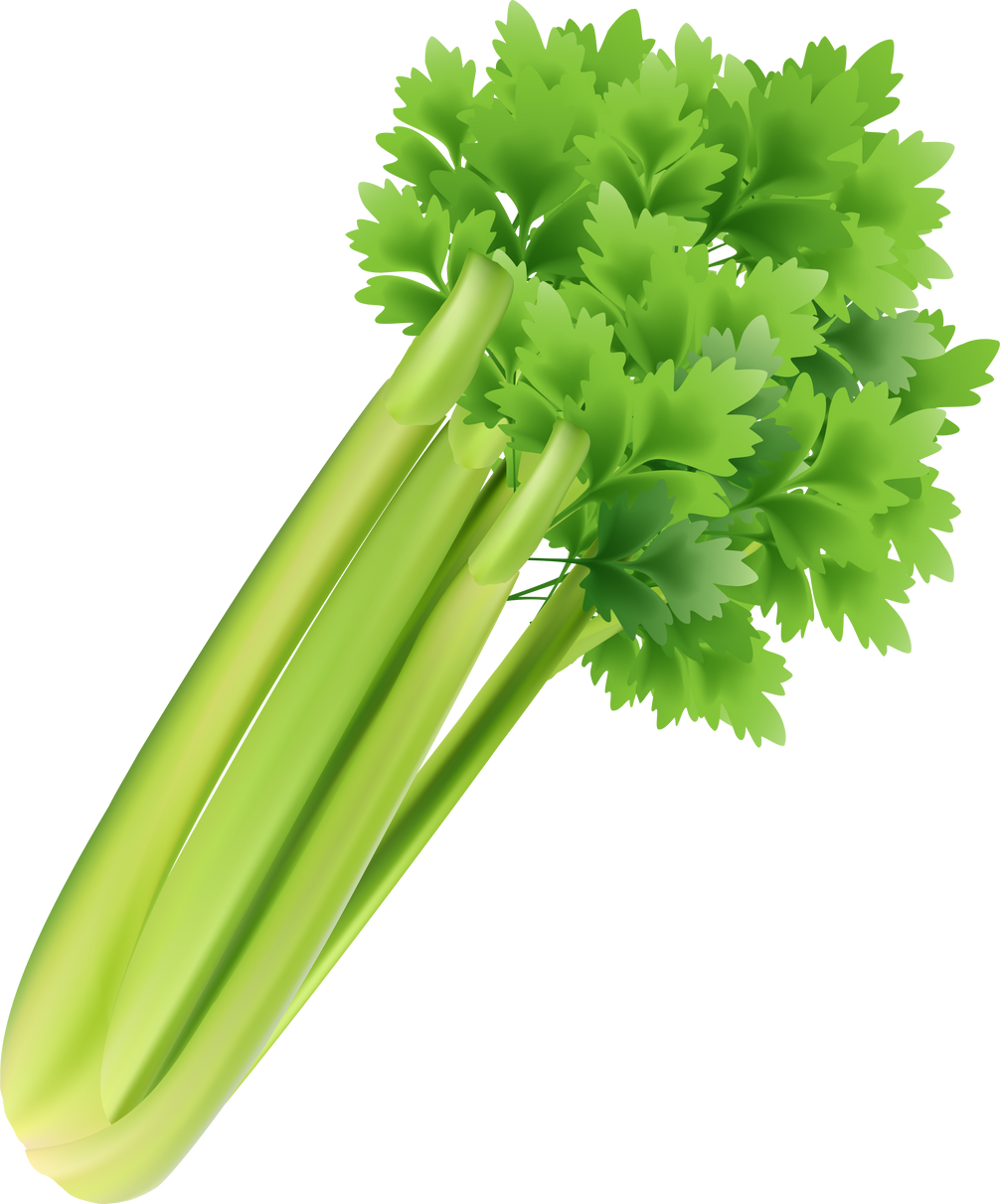 Celery Illustration